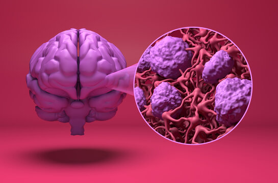 Blood-brain barrier (BBB) in the human brain - front view 3d illustration