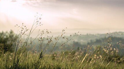 Obraz premium A serene landscape featuring tall grass swaying gently in the breeze, illuminated by soft sunlight with distant hills in the background.