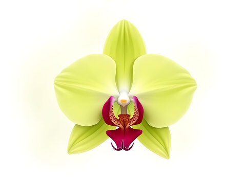 Chartreuse petals crimson lip