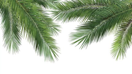 Obraz premium Lush green palm leaves frame a clean white background with organic texture