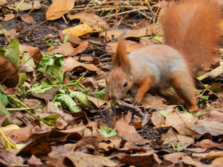 Cute Red Squirrel Foraging on Autumn Forest Floor