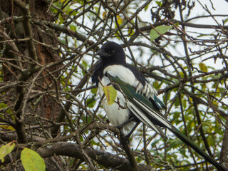 Beautiful Magpie Perched Quietly on Tree Branch