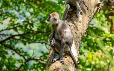 Gray hanuman langurs on a tree. Monkeys in the wild in the jungles of Sri Lanka. Troop of monkeys on trees. Wildlife scene with wild animals.