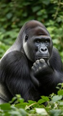 Obraz premium A thoughtful gorilla sits in lush green foliage, contemplating.