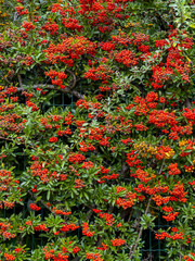 scarlet firethorn berries