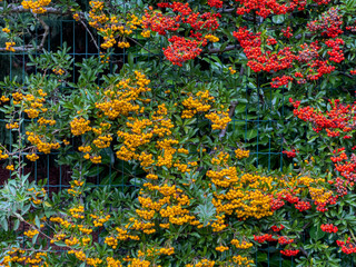 scarlet firethorn berries