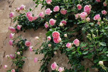 Delicate roses on a dilapidated stone wall
