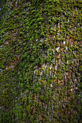 Close up of the plant texture of a tree trunk