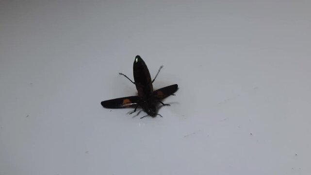 Jewel Beetle Struggling to Flip Itself Over on White Background