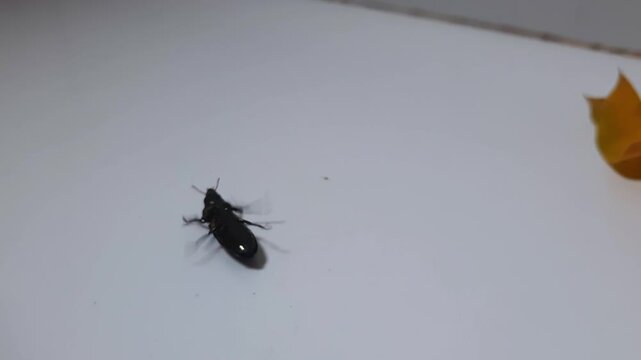 Jewel Beetle Struggling to Flip Itself Over on White Background