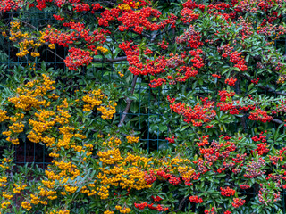 scarlet firethorn berries