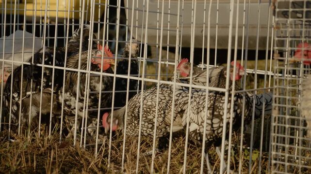 Explore a vibrant bird market filled with Sebright chickens and other colorful birds in cages, showcasing the lively atmosphere of avian life and interaction.