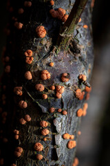 Coral Spot Fungus on a dead branch, in February, United Kingdom