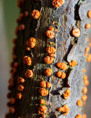 Coral Spot Fungus on a dead branch, in February, United Kingdom