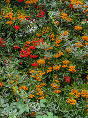 scarlet firethorn berries