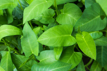 Background from fresh green spinach leaves. Texture of raw organic spinach close up. Food background