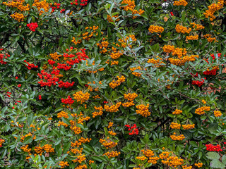 scarlet firethorn berries