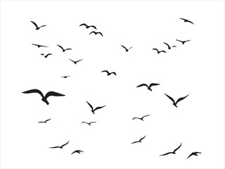 birds in flight