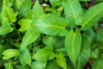 Background from fresh green spinach leaves. Texture of raw organic spinach close up. Food background
