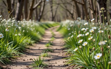 Fototapeta premium A serene path lined with daisies and greenery under a tranquil forest canopy.