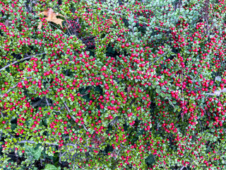 scarlet firethorn berries
