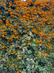 scarlet firethorn berries