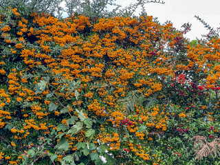 scarlet firethorn berries
