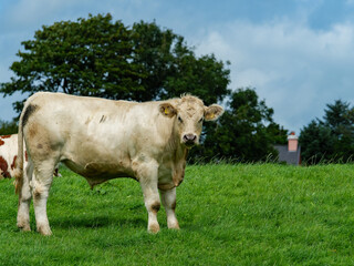 A light-colored bull stands in a lush green field, grazing in West Cork. Behind it are green trees, another cow, and a building.