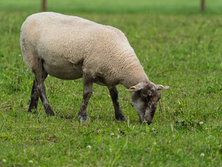 A single sheep is grazing in a verdant field. The sheep's wool is of a creamy white colour. This serene scene is situated in West Cork, Ireland.