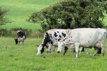 Several black and white cows graze on green grass in a field with trees in the background. This scenic farm landscape is located in West Cork.