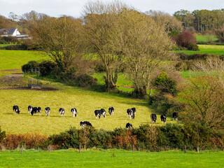 Cows graze in rolling green hills with farmhouses in the distance. This is a typical scene from rural West Cork, Ireland.