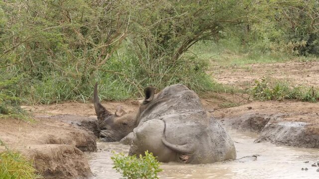 white rhino wallows in the muddy puddle, close 0514