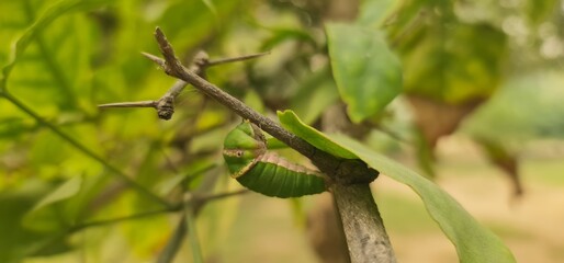 Green Caterpillar Resting on Garden Leaf Branch Under Soft Natural Light