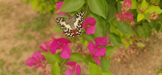 Common Lime Butterfly (Papilio demoleus) Perched on Vibrant Pink Bougainvillea Flowers in Sunlit Garden - Powered by Adobe