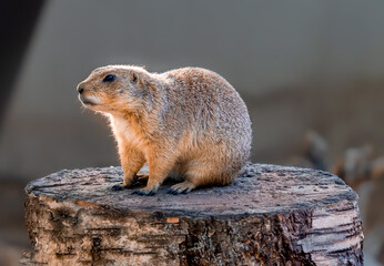 Prairie dogs or ground squirrels native to grassland to North America. 
