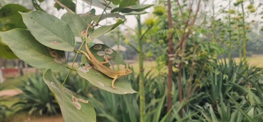 Chameleon Resting on Leaf in Lush Garden Setting with Natural Greenery