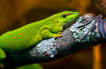 chameleon on a branch