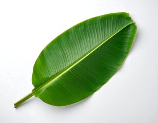Fototapeta premium Bright green banana leaf with visible veins against a clean white background