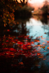 Leaves in water