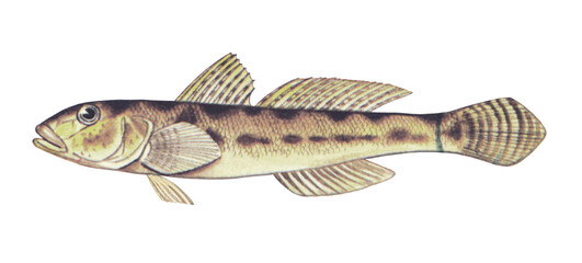 マハゼのイラスト