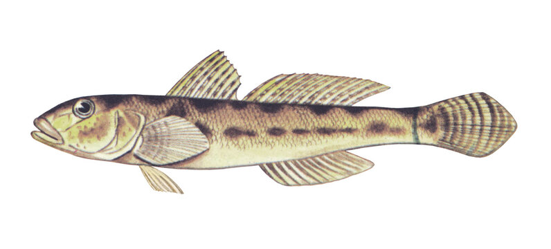 マハゼのイラスト