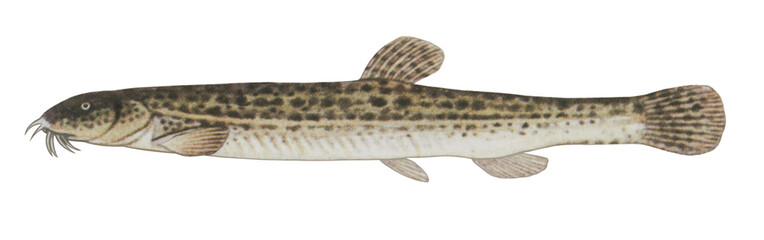 ドジョウのイラスト