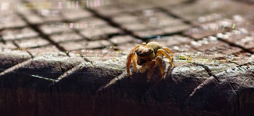 The tiny spider on the handrail