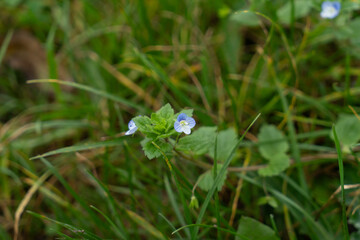 Close up of Veronica persica