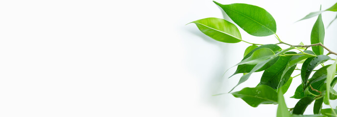 Obraz premium Green branch of ficus benjamina on white background. Banner with copy space.