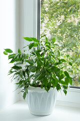Ficus benjamina in a pot on a white windowsill. Urban comfort in home.