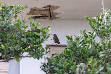 老朽化でコンクリートが剥がれた建物の軒下にいるイソヒヨドリのオス