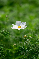 white cosmos flowers in the garden_01 © Naru