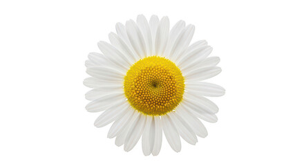 Closeup of a beautiful daisy flower isolated on transparent background