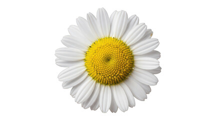 A beautiful daisy isolated on transparent background with white petals and yellow center